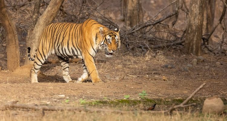 tiger reserves in rajasthan sariska