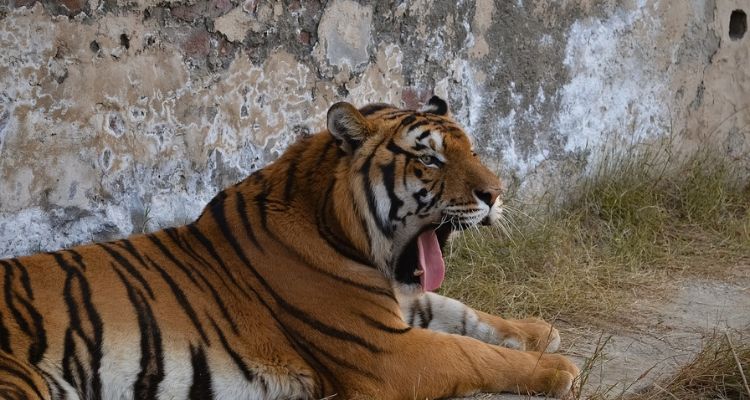 Tiger reserve in Rajasthan Ramgarh Visdhari