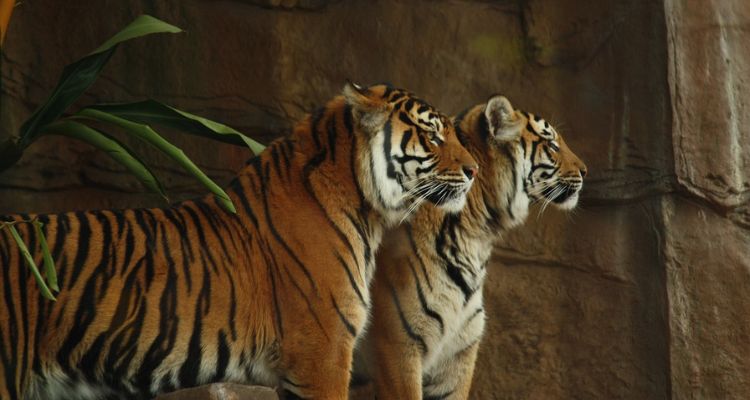 Tiger Reserves in Rajasthan